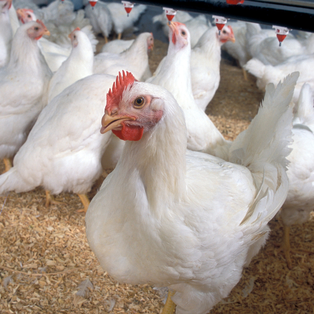 Broiler Chicken
