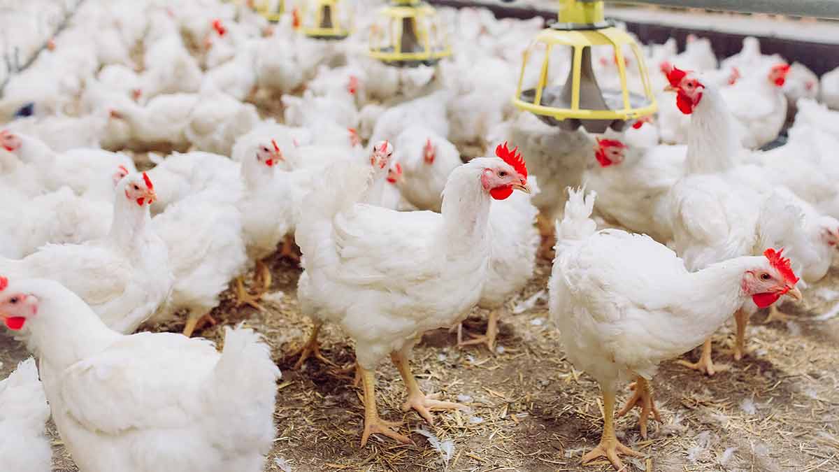 Poultry Products