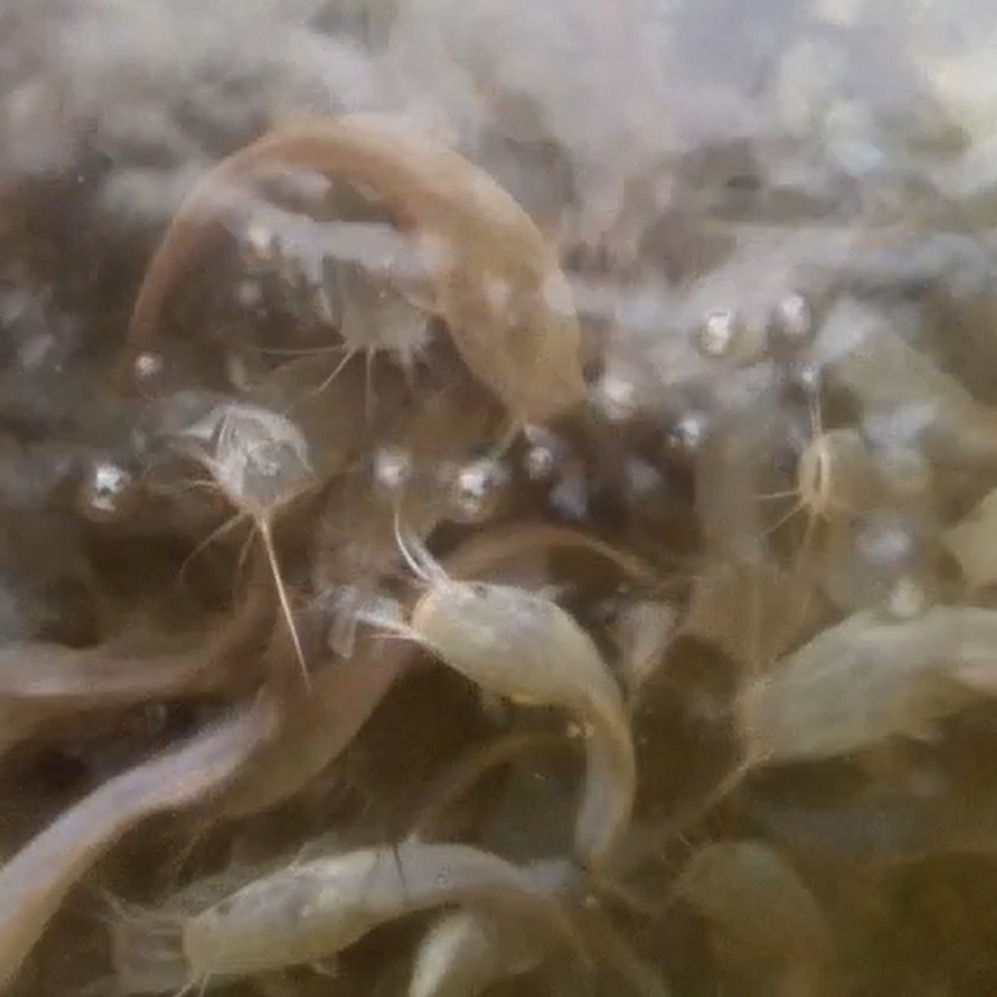 Juveniles Fingerlings - Takib Farms and Agro Products Ltd