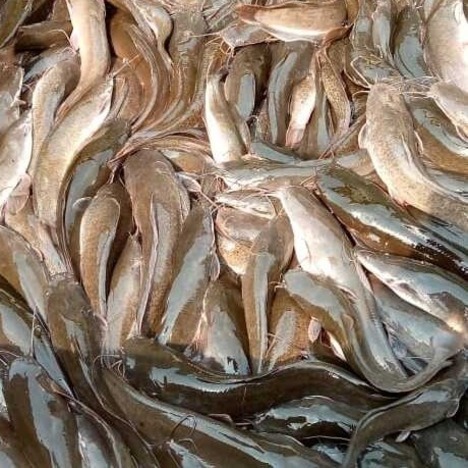 Unprocessed Fresh Fish - Takib Farms and Agro Products Ltd
