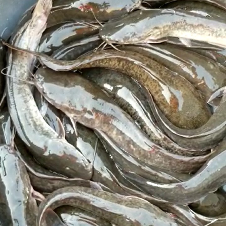 Unprocessed Fresh Fish - Takib Farms and Agro Products Ltd